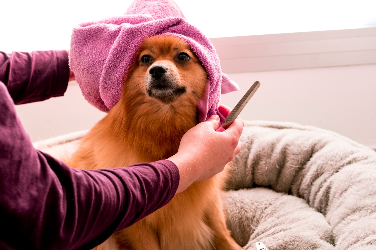 How Soft Nail Caps Protect Your Dog and Home
